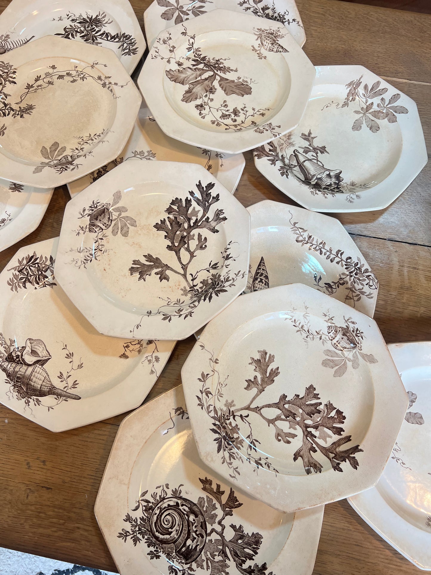 14 assiettes plates Wedgwood, anglais, modèle Neptune, jaunies, 2 ont des petits éclats en dessous et un un léger fêle.