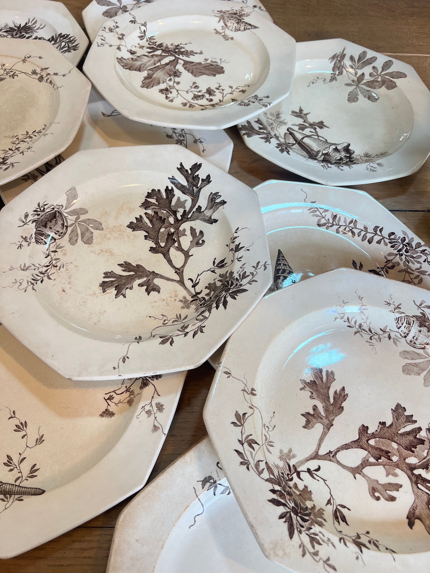 14 assiettes plates Wedgwood, anglais, modèle Neptune, jaunies, 2 ont des petits éclats en dessous et un un léger fêle.