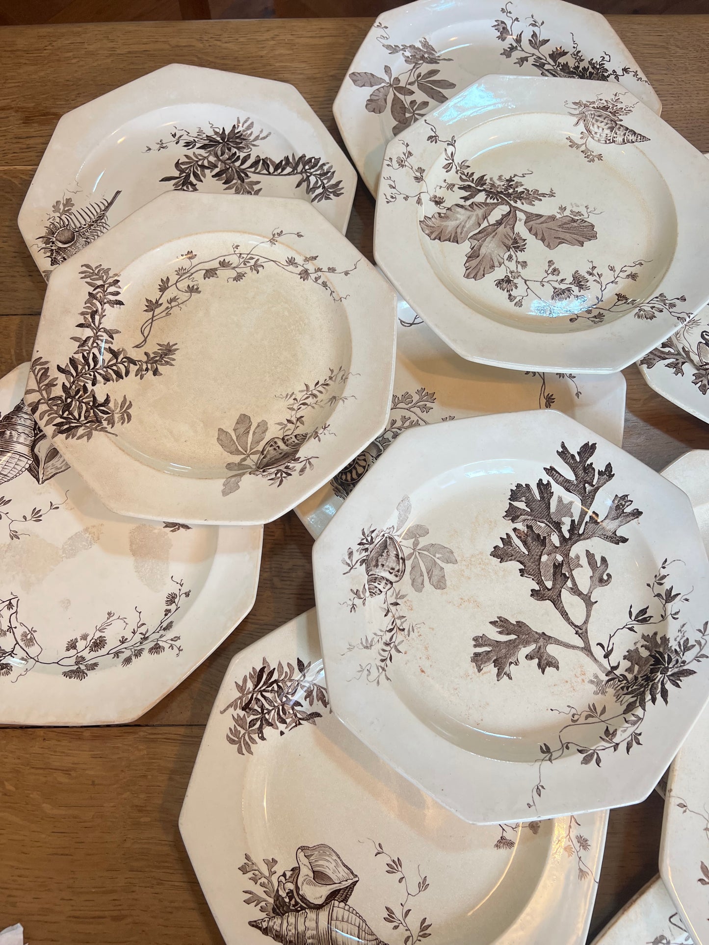 14 assiettes plates Wedgwood, anglais, modèle Neptune, jaunies, 2 ont des petits éclats en dessous et un un léger fêle.