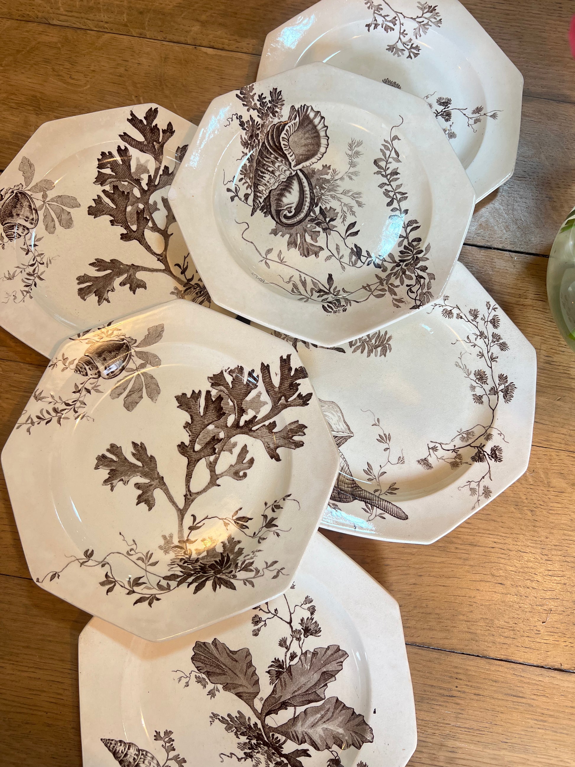 6 assiettes plates Wedgwood, anglais, modèle Neptune, en parfait état.