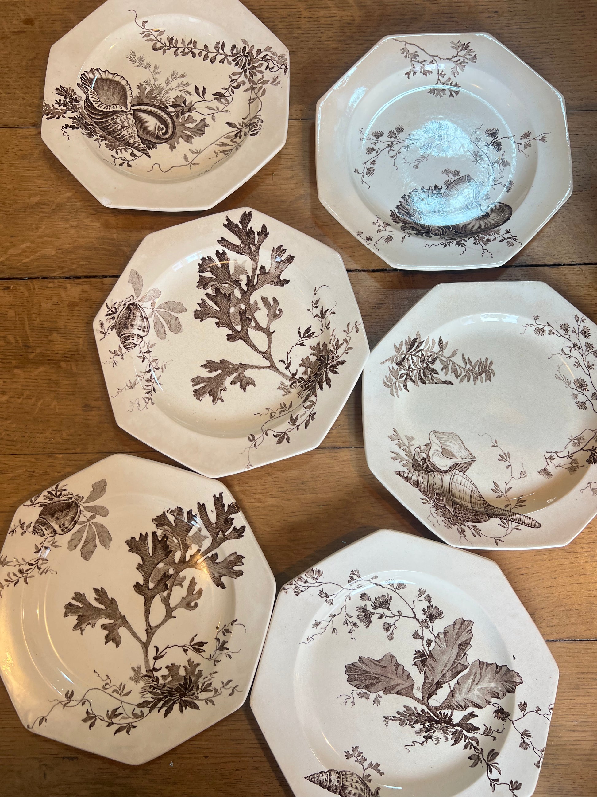 6 assiettes plates Wedgwood, anglais, modèle Neptune, en parfait état.